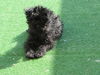 Affenpinscher Hund