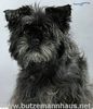 Affenpinscher Hund