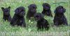 Affenpinscher Hund