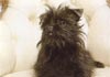 Affenpinscher Hund