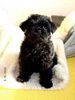 Affenpinscher Hund