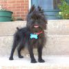 Affenpinscher Hund