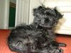 Affenpinscher Hund