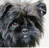 Affenpinscher Hund