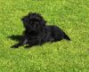 Affenpinscher Foto: Bettina vom Rangau (ID 41996) Affenpinscher Hund