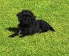 Affenpinscher Hund