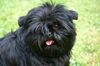 Affenpinscher Hund