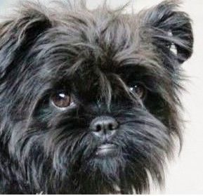 Affenpinscher Das erfolgreichste Affenmädchen 2007