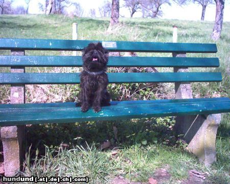 Affenpinscher Yaschy vom Pfefferhäuschen WT: 07.01.1999 Europasieger 2004