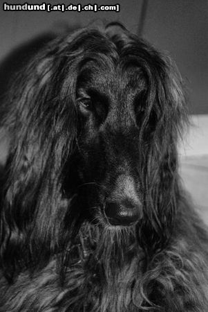Afghanischer Windhund Hunde Foto 46014 in höherer Auflösung ansehen Afghanischer Windhund Shania