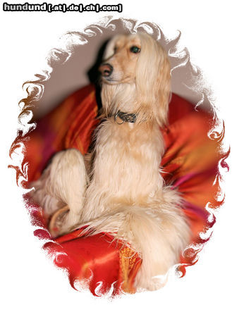 Afghanischer Windhund meine Prinzessin