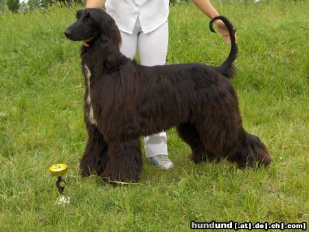 Afghanischer Windhund Hunde Foto 22858 in höherer Auflösung ansehen Afghanischer Windhund Faricka Gharza Gastarkh