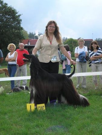 Afghanischer Windhund Ch.Pl,Rom,S&M. GRAND GAMBLER Varius Avis