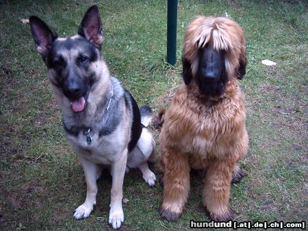 Afghanischer Windhund Sammy (Schäferhund) und Armun (Afghane) die besten Freunde