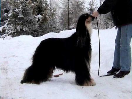 Afghanischer Windhund Hunde Foto 734 Afghanischer Windhund Sidan