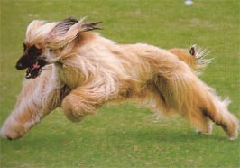 Afghanischer Windhund Hunde Foto 30 Afghanischer Windhund