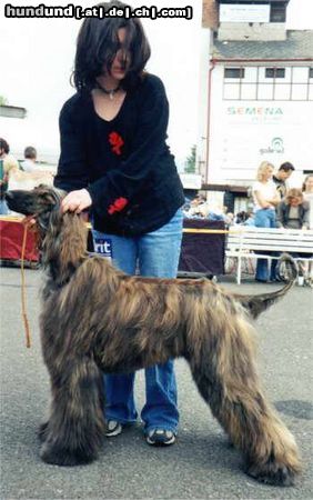 Afghanischer Windhund Hunde Foto 5402 Afghanischer Windhund Universe ze Zlicinskych luk