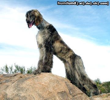 Afghanischer Windhund Afghane