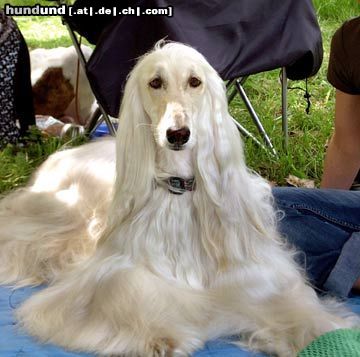 Afghanischer Windhund Hunde Foto 23254 in höherer Auflösung ansehen Afghanischer Windhund Afghane