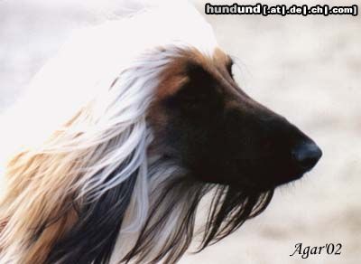 Afghanischer Windhund Hunde Foto 5299 Afghanischer Windhund Ch.Pl,Ukr. DUKE OF THE DESERT Varius Avis