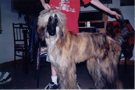 Afghanischer Windhund Hunde Foto 779 Afghanischer Windhund