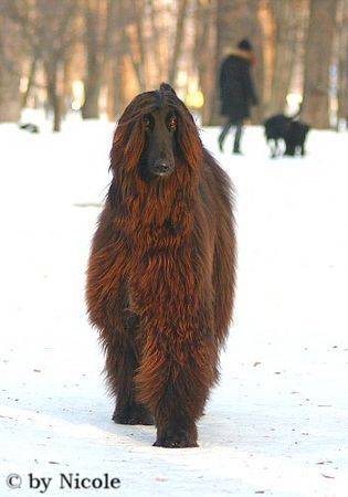 Afghanischer Windhund Hunde Foto 28643 in höherer Auflösung ansehen Afghanischer Windhund Prater 15.01.06