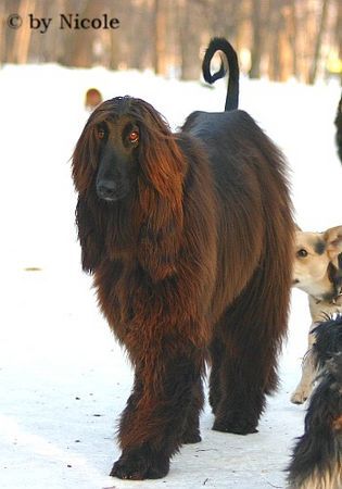 Afghanischer Windhund Hunde Foto 28644 in höherer Auflösung ansehen Afghanischer Windhund Prater 15.01.06