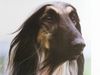 Afghanischer Windhund Hund