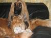 Afghanischer Windhund Foto: Deyi und ihr Lieblingsspielzeug. (ID 23941) Afghanischer Windhund Hund