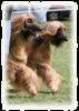 Afghanischer Windhund Hund