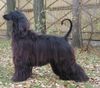 Afghanischer Windhund Hund