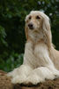 Afghanischer Windhund Foto: Bahira (ID 46532) Afghanischer Windhund Hund