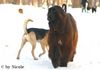 Afghanischer Windhund Foto: Prater 15.01.06 (ID 28645) Afghanischer Windhund Hund