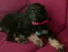 Afghanischer Windhund Foto: unser Tarek mit 9 Wochen (ID 28696) Afghanischer Windhund Hund
