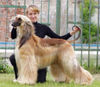 Afghanischer Windhund Foto: Int.Ch. SOPHIE-MARIE du Menuel Galopin (ID 33949) Afghanischer Windhund Hund