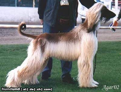 Afghanischer Windhund Hunde Foto 5296 Afghanischer Windhund Ch.Pl,Ukr. DUKE OF THE DESERT Varius Avis