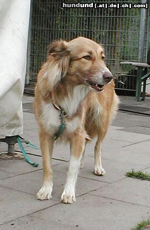 Aidi Hunde Foto 26658 in höherer Auflösung ansehen Aidi Cane-gefunden in der Türkei