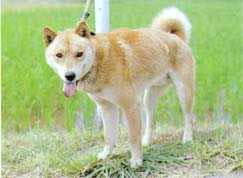Ainu-Hund Hunde Foto 170 Ainu-Hund