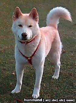 Ainu-Hund Hunde Foto 2982 Ainu-Hund