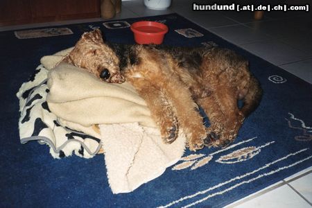 Airedale-Terrier Hunde Foto 14181 Airedale-Terrier man bin geschafft