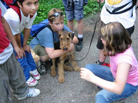 Airedale-Terrier Hunde Foto 2593 Airedale-Terrier Schön ,aber schon sehr anstrengend der Schulausflug mit 5 Monaten und all den Kindern ....