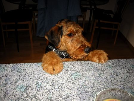 Airedale-Terrier Hunde Foto 2164 Airedale-Terrier Der Airedale-Welpe als Küchenkontrollor