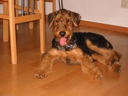 Airedale-Terrier Der Airedale-Welpe ist oft fotogen
