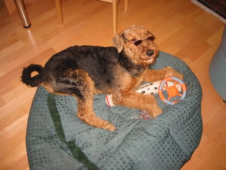Airedale-Terrier Hunde Foto 2266 Airedale-Terrier Bin ich nicht cool!