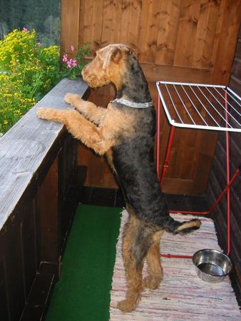 Airedale-Terrier Hunde Foto 2334 Airedale-Terrier Ich bin immer neugierig