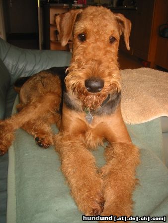 Airedale-Terrier Hunde Foto 4482 Airedale-Terrier Styrian Spirit Able to Win - Rufname AERO