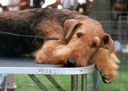 Airedale-Terrier Hunde Foto 171 Airedale-Terrier