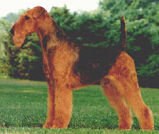 Airedale-Terrier Hunde Foto 172 Airedale-Terrier