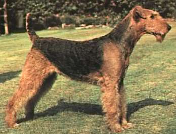 Airedale-Terrier Hunde Foto 173 Airedale-Terrier