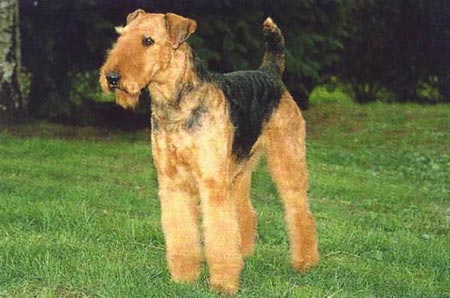 Airedale-Terrier Hunde Foto 174 Airedale-Terrier